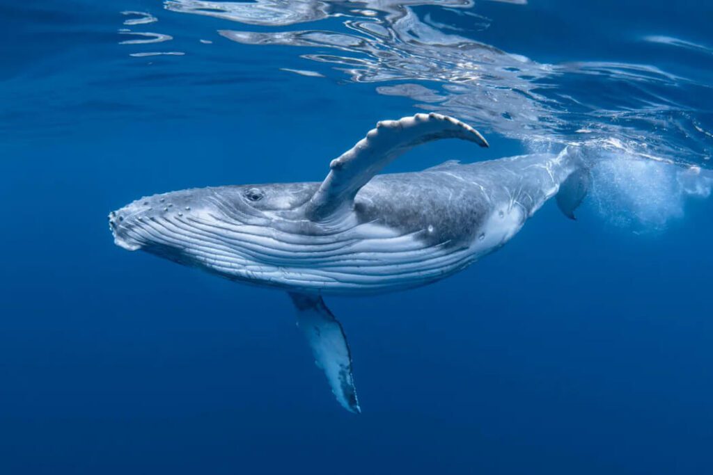Conoce más: ¿Por qué la ballena azul está en peligro de extinción