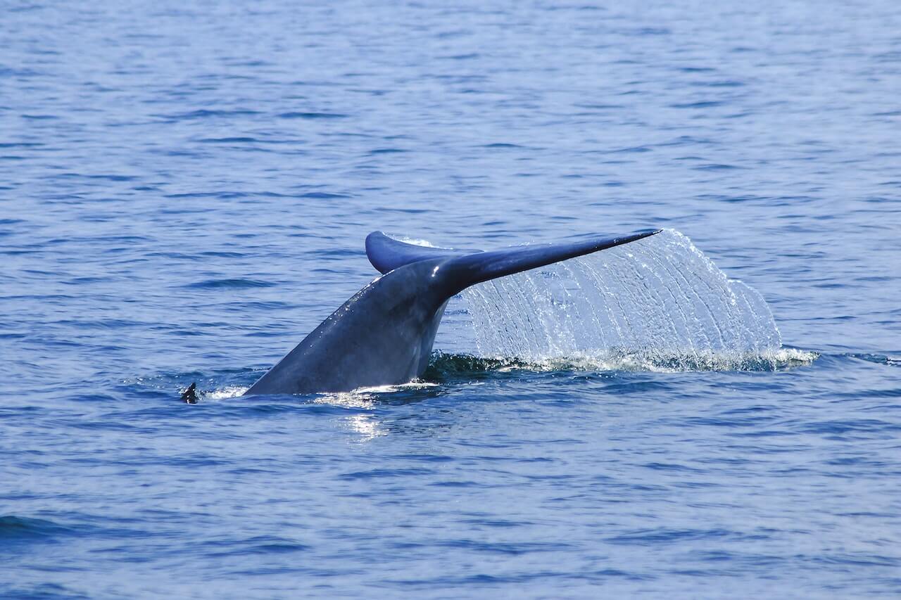 Todo sobre ballenas