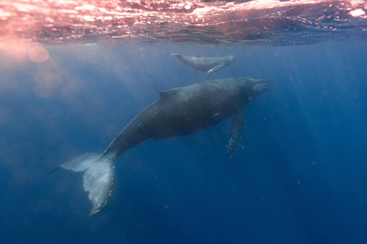 Todo sobre ballenas