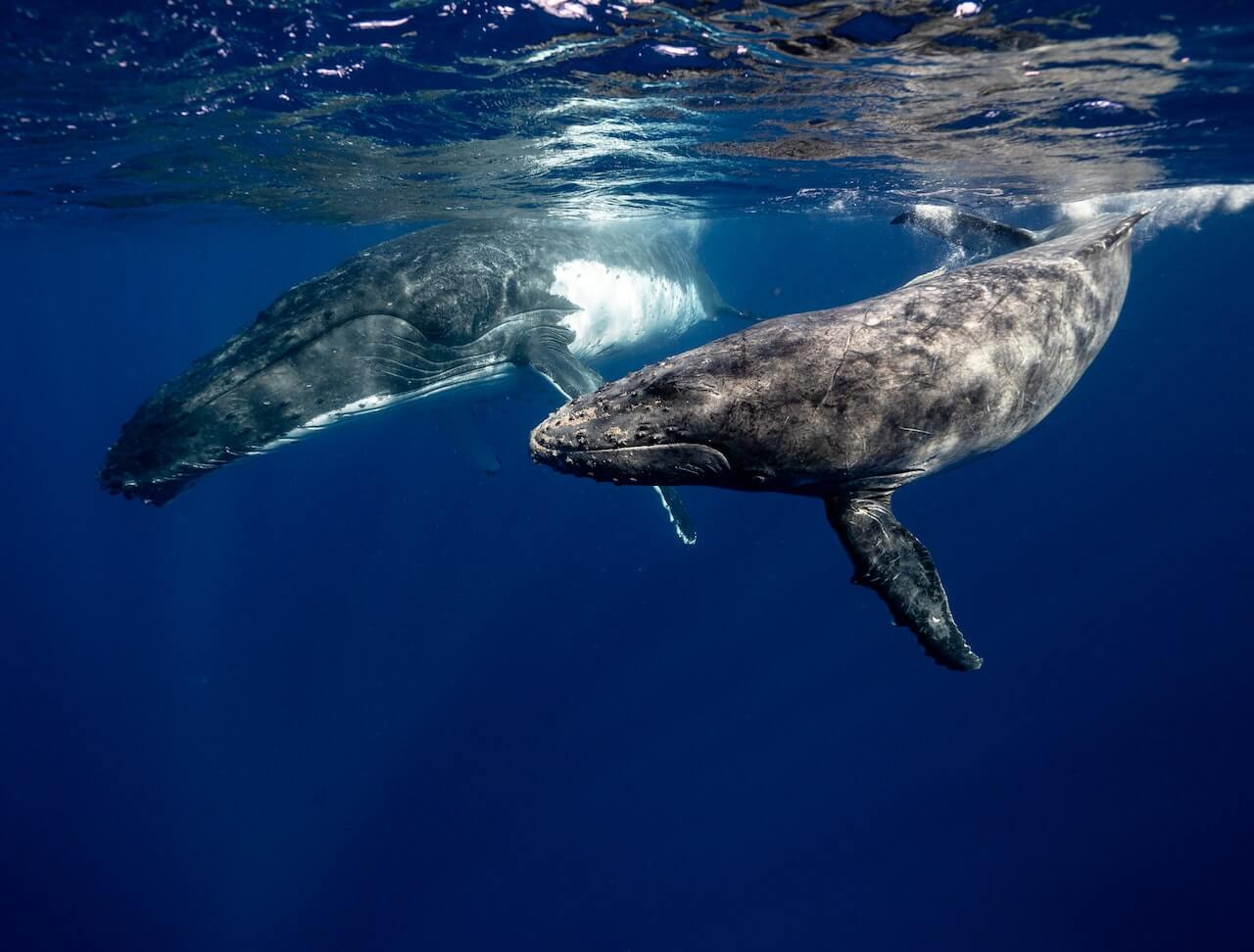 Todo sobre ballenas