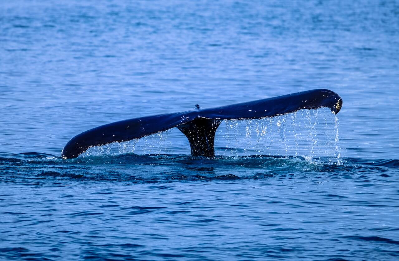 Todo sobre ballenas