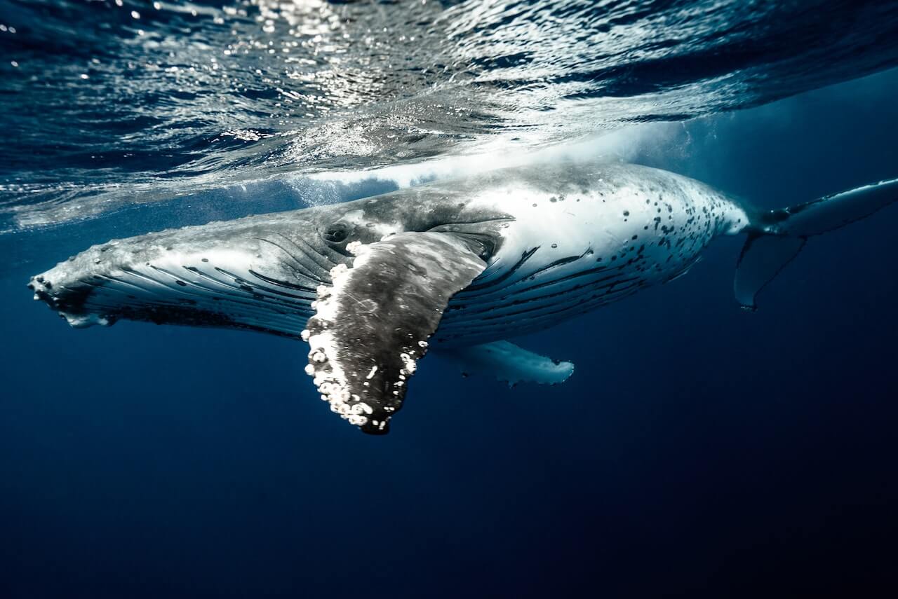 Todo sobre ballenas