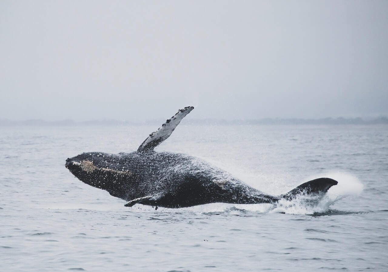 Todo sobre ballenas