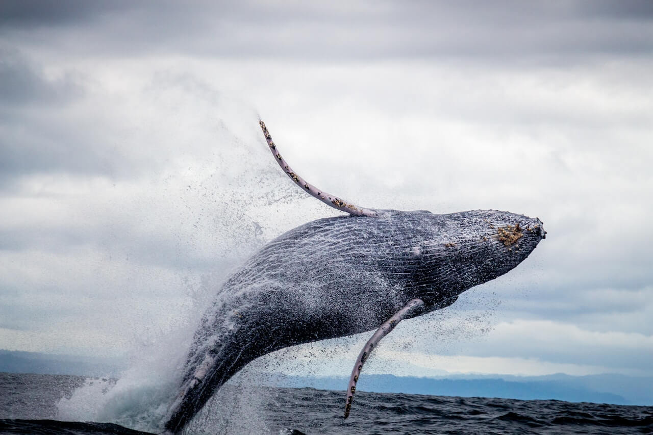 Todo sobre ballenas