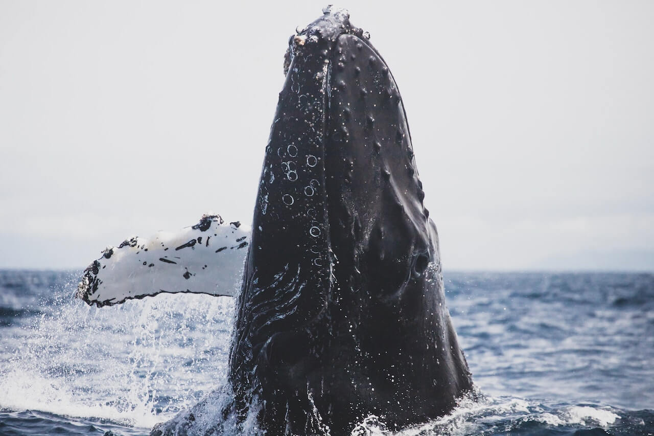 Todo sobre ballenas