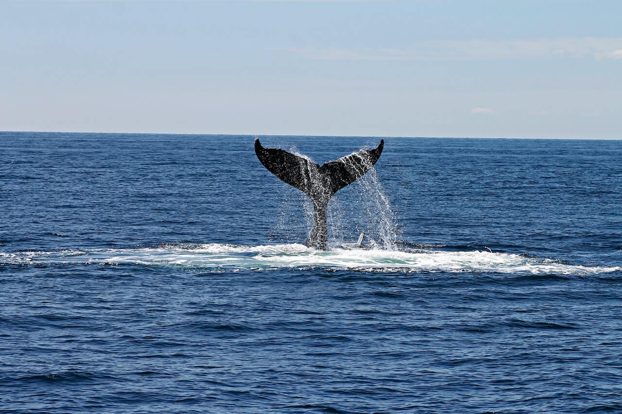 Todo sobre ballenas