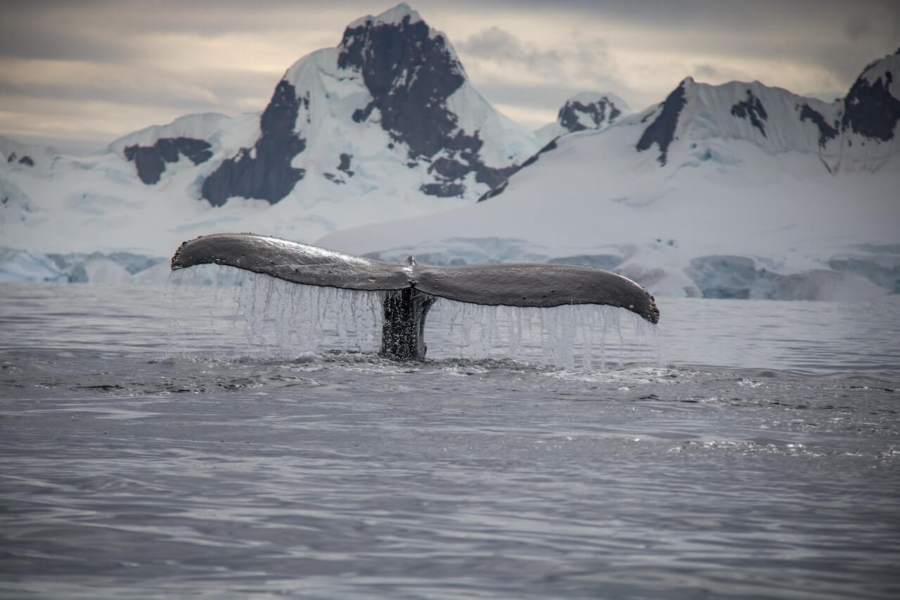 Todo sobre ballenas