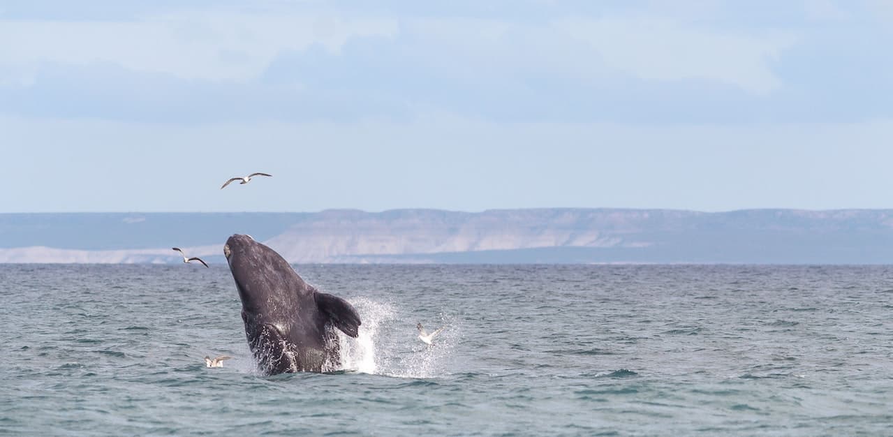 Ballena jorobada saltando en el océano