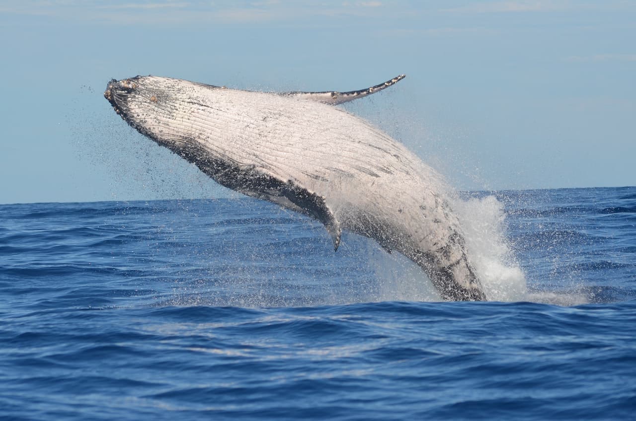 Una ballena jorobada saltando fuera del agua en el Pacífico