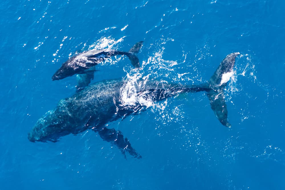 Madre ballena y ballenato disfrutan juntos del océano