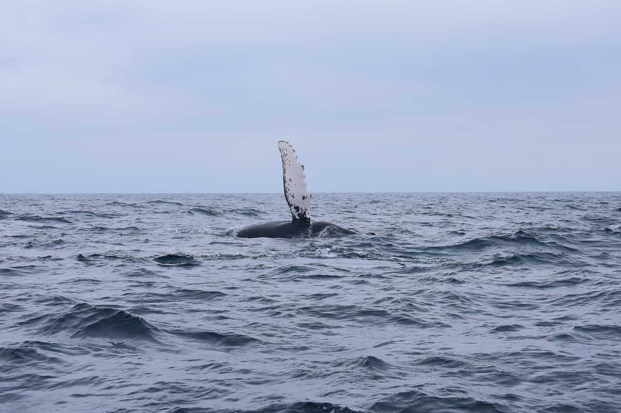 Ballena nadando en el océano, símbolo de la lucha por su preservación