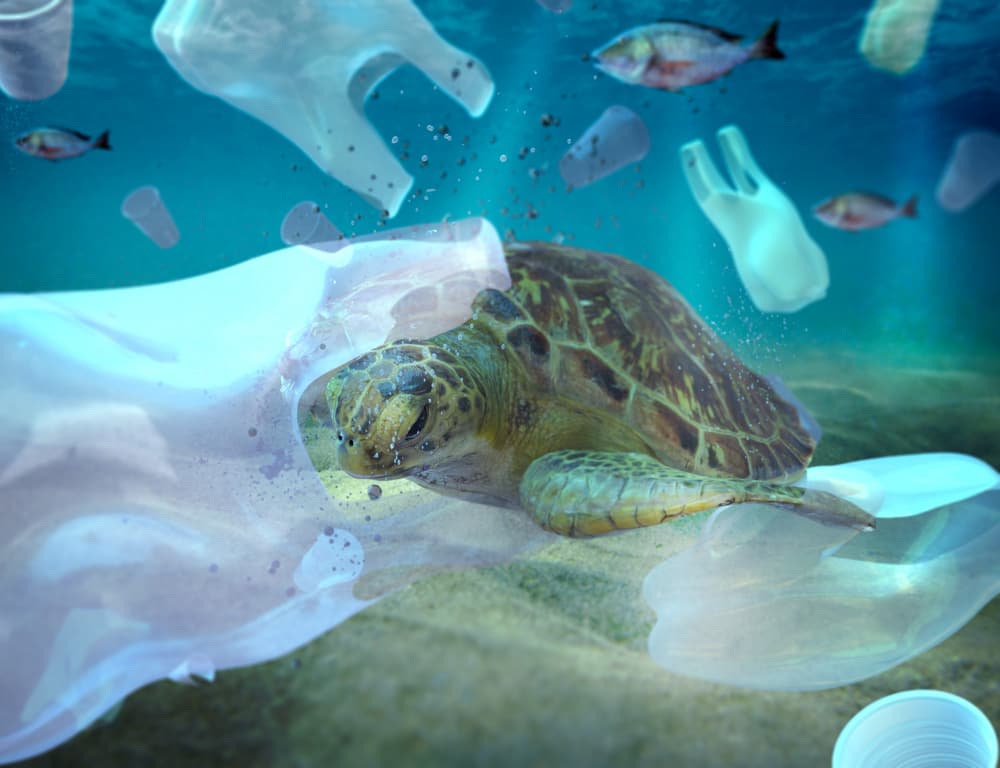 Animal marino afectado por la contaminación plástica