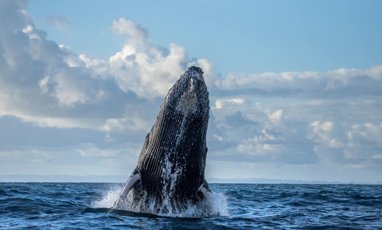 Avistaje de ballenas en la Península de Valdés