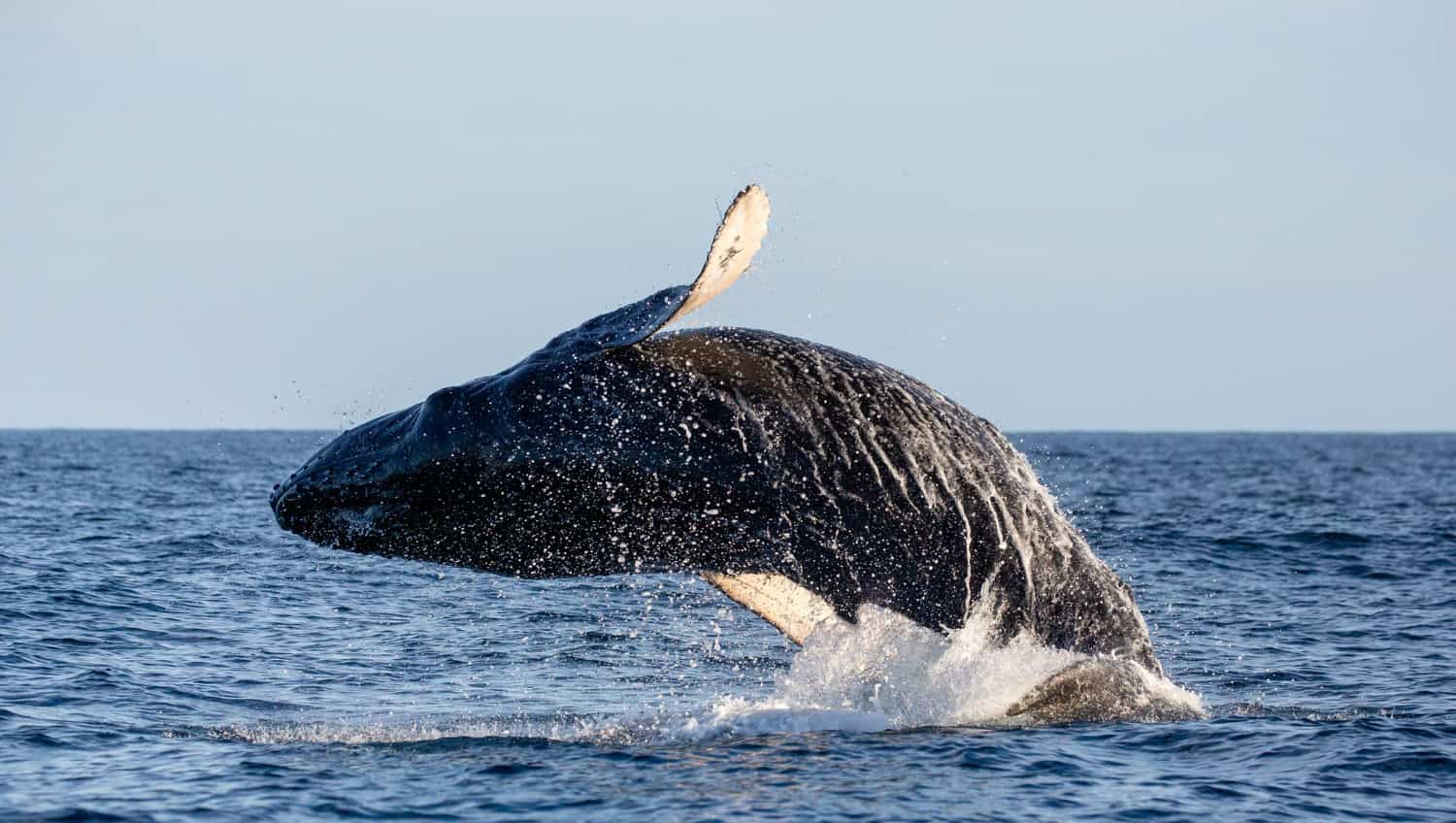 Migración récord de una ballena gris del Pacífico noroeste