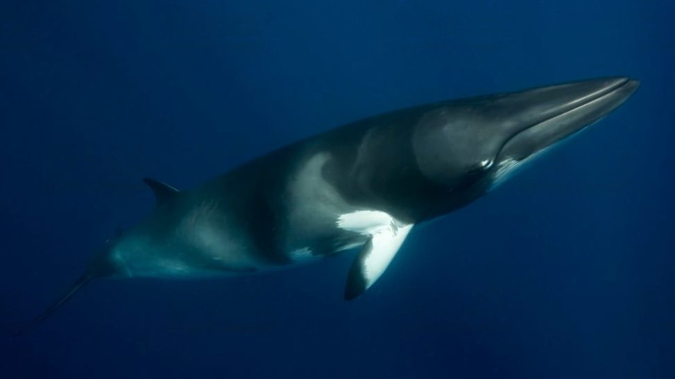Ballena minke nadando en su hábitat natural