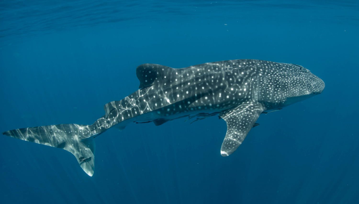Tiburón ballena - El gigante marino en peligro de extinción