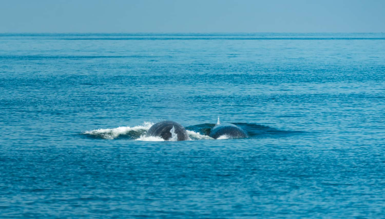 Ballena azul en las Islas Georgias del Sur: un regreso esperado y celebrado