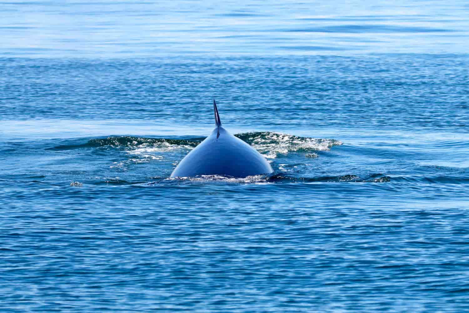 Imagen de una ballena azul emergiendo del agua en el océano Índico