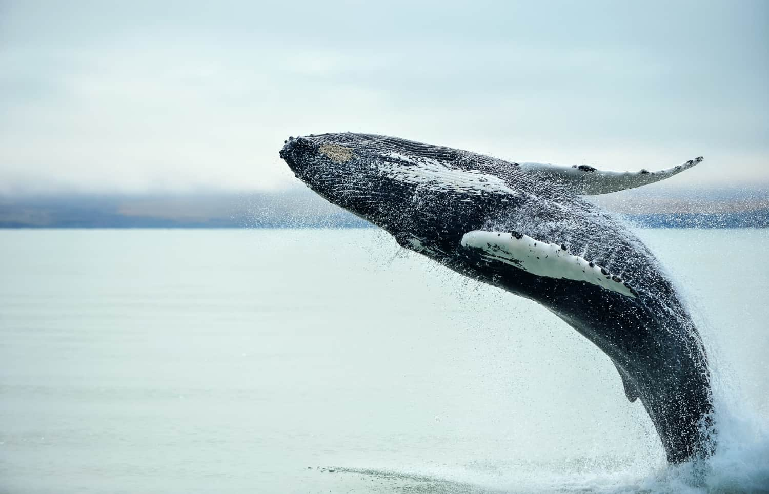 Ballena jorobada saltando fuera del agua