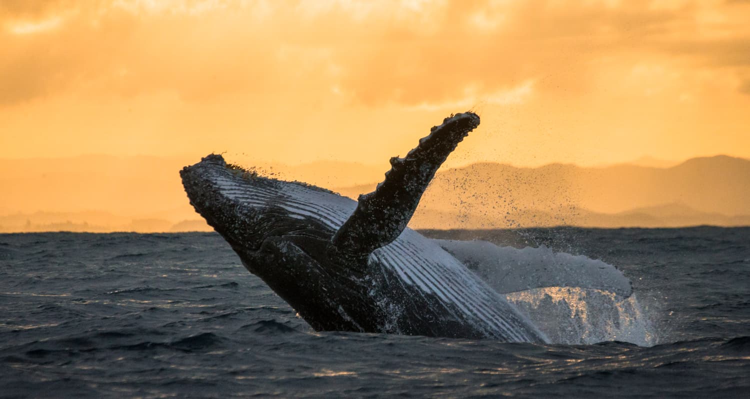 ballena jorobada saltando fuera del agua