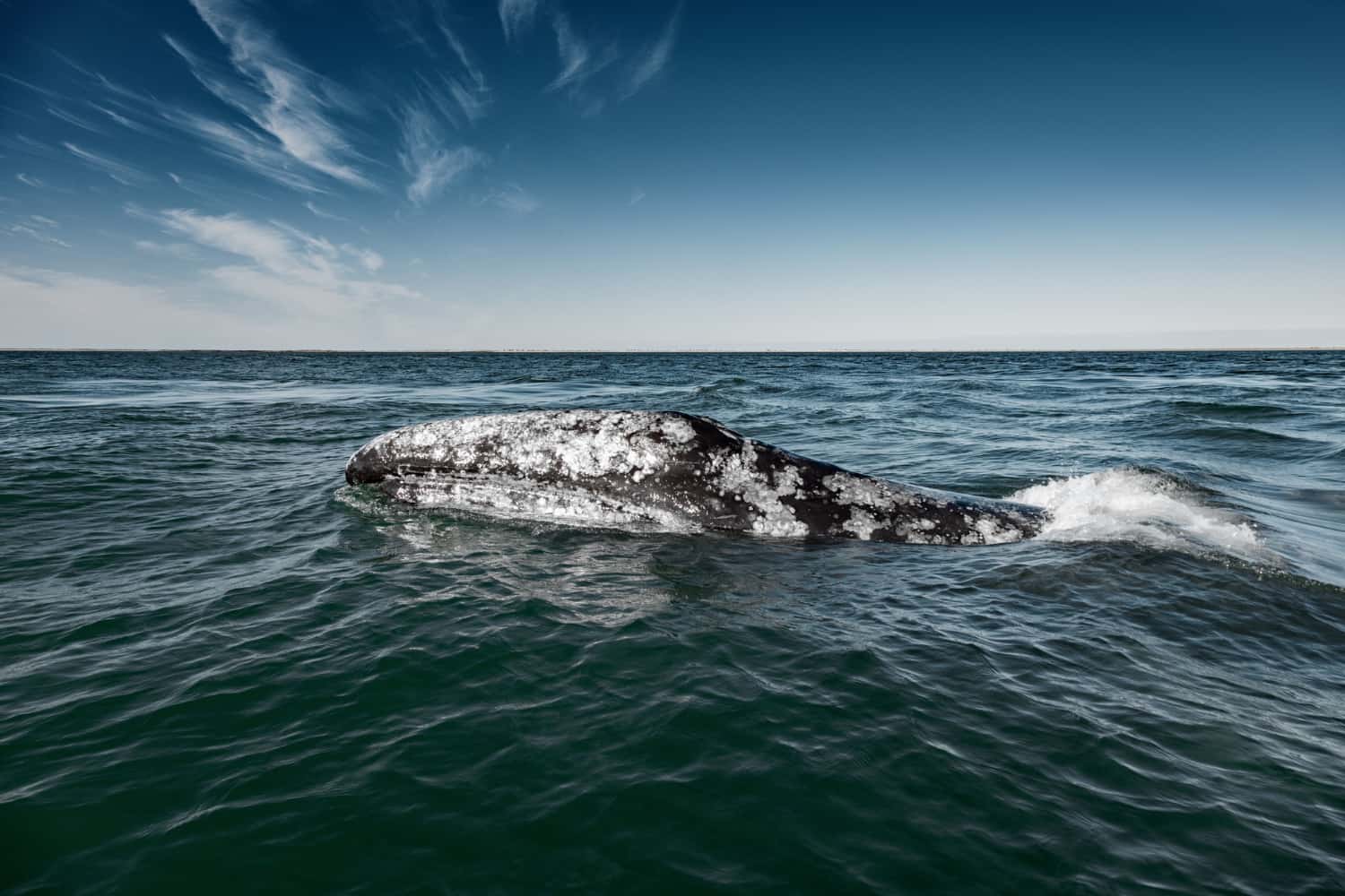 Ballena nadando en el océano, contribuyendo al equilibrio climático