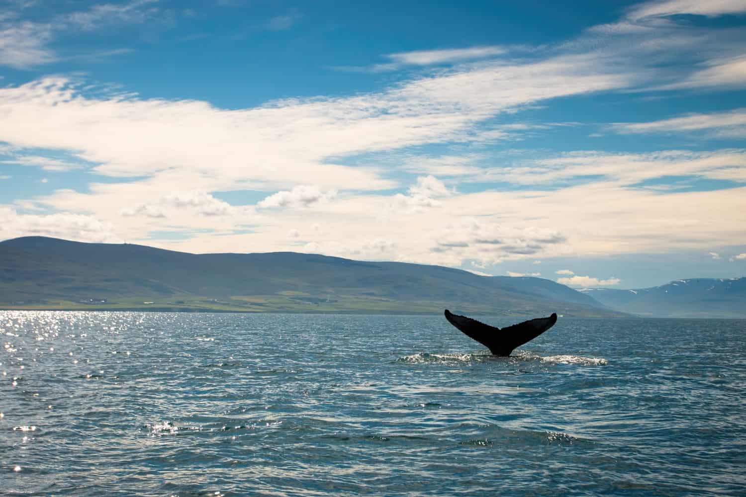 Ballena nadando en aguas cristalinas, símbolo de la protección y conservación de las ballenas