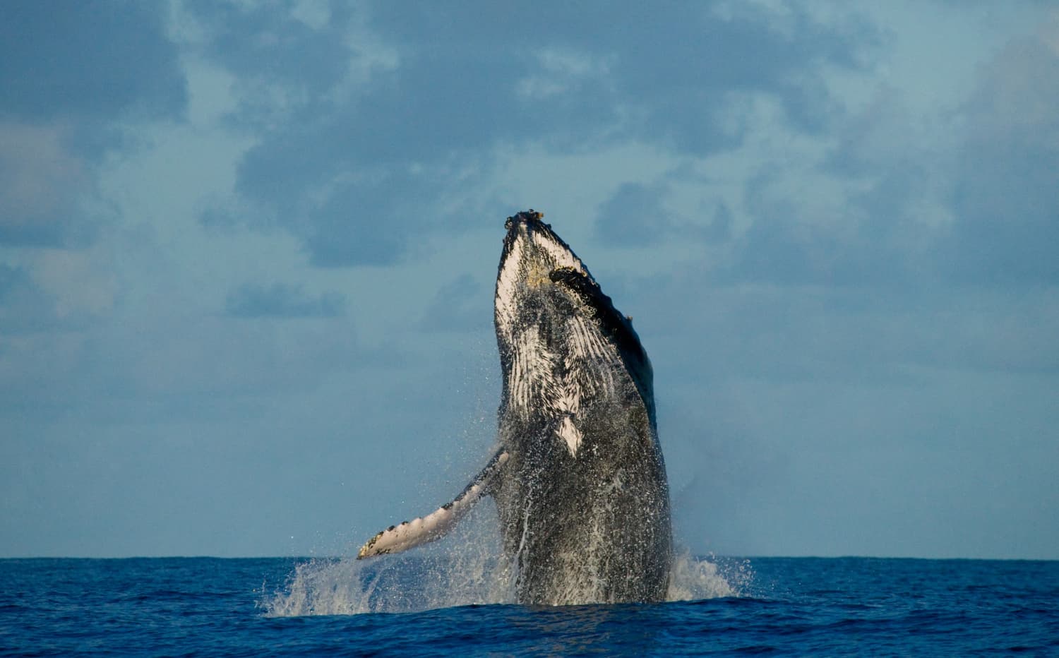 Ballena emergiendo del agua en su hábitat natural