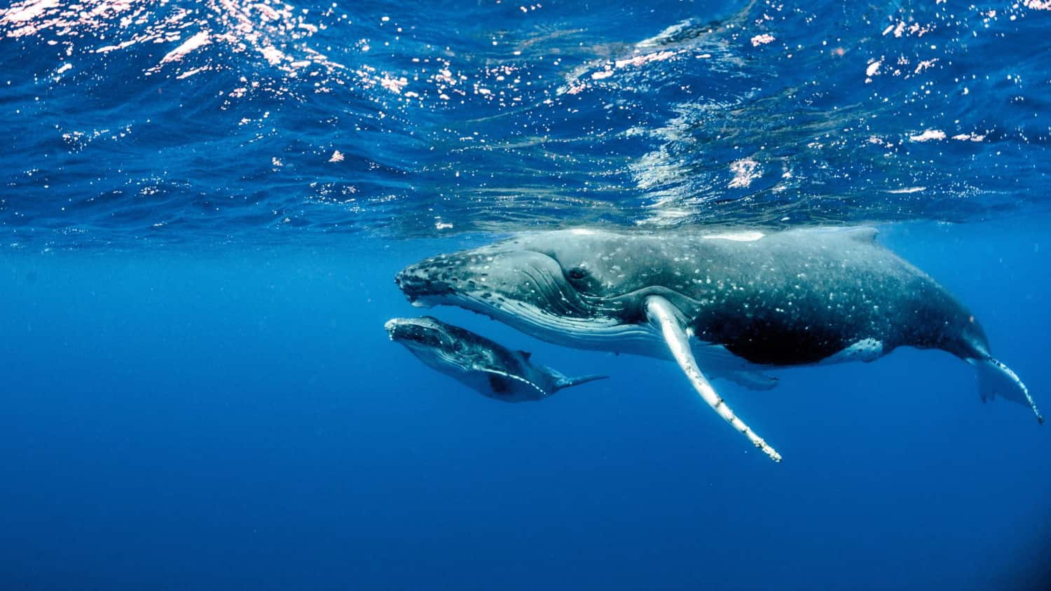 Ballena nadando junto a su cría en el océano