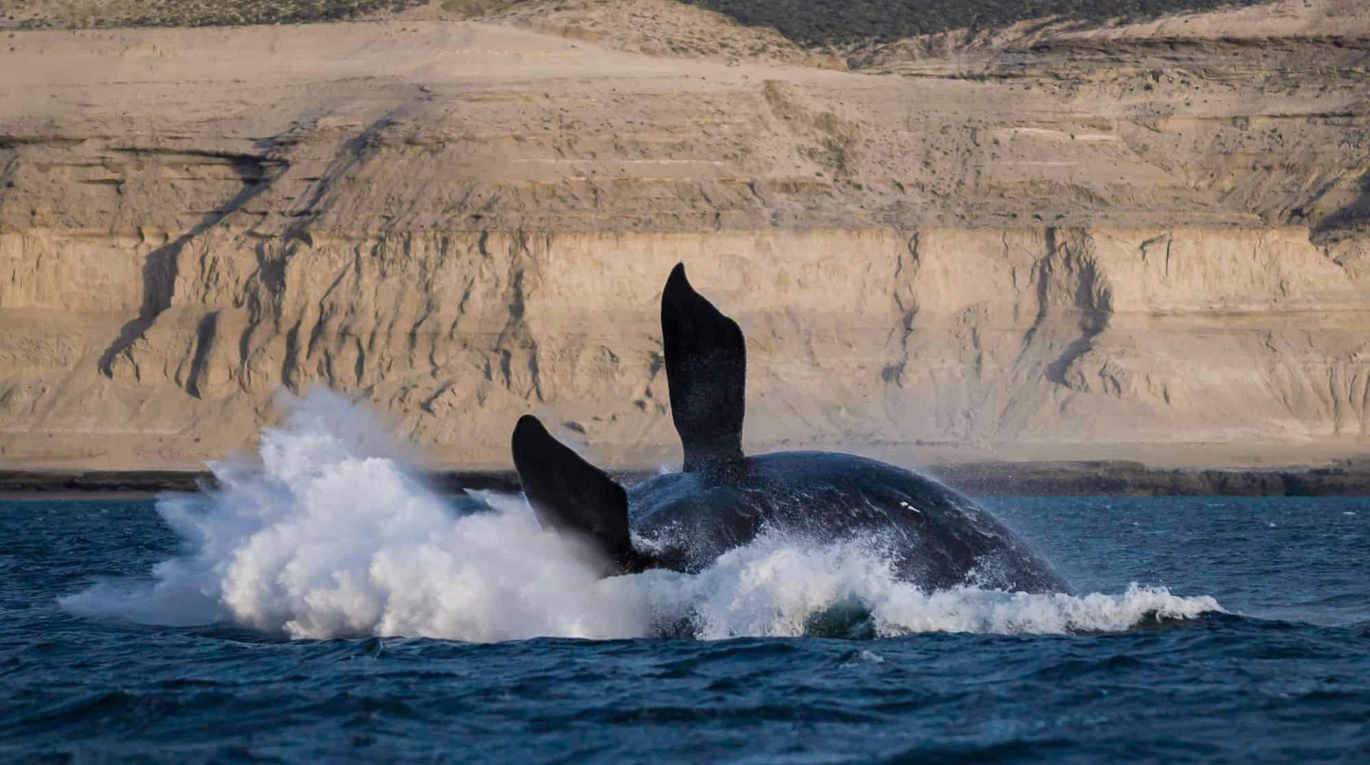 Avistaje de ballenas en la Península de Valdés: Maravillas naturales de Chubut, Argentina