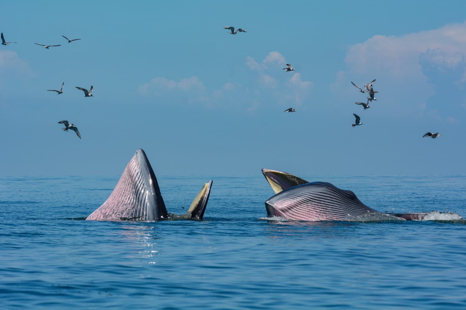 Avistaje de ballenas en el Golfo de Baja California: Ballenas nadando en aguas mexicanas durante su migración anual