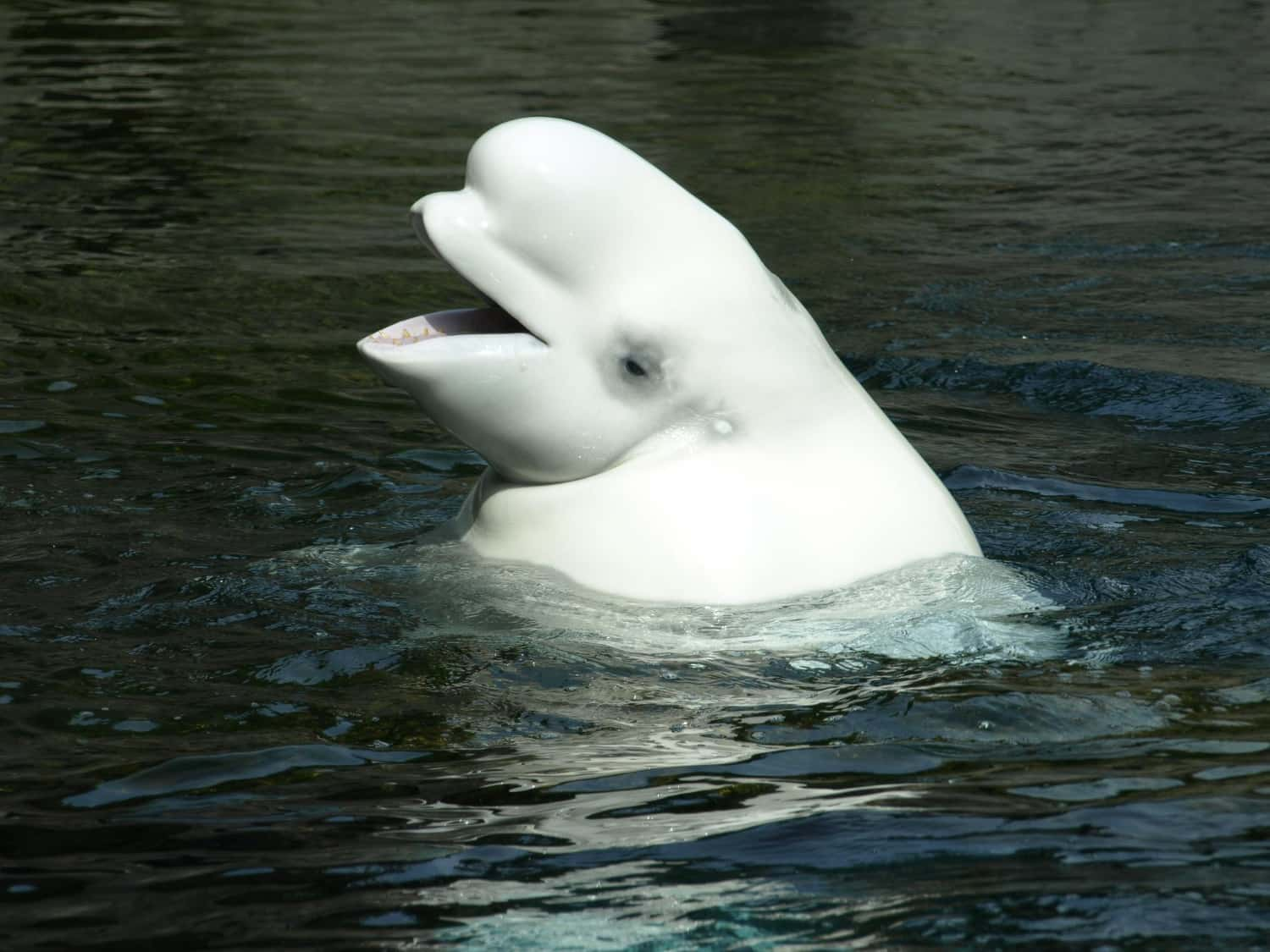 Ballena Beluga nadando en aguas árticas