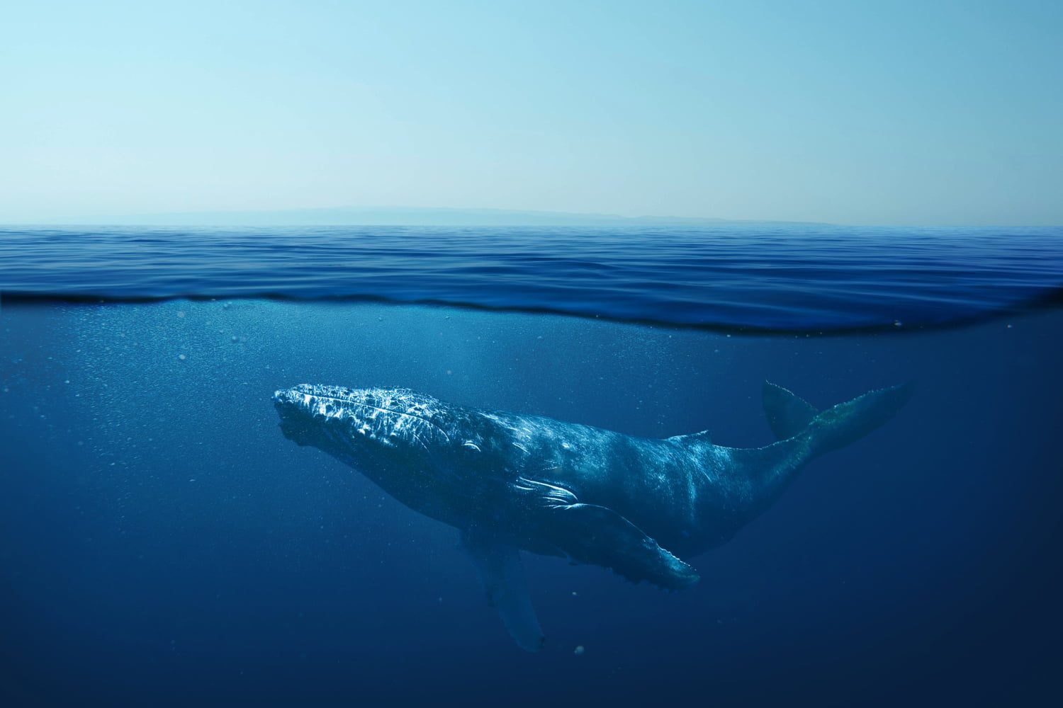 Ballena nadando en un océano afectado por el cambio climático