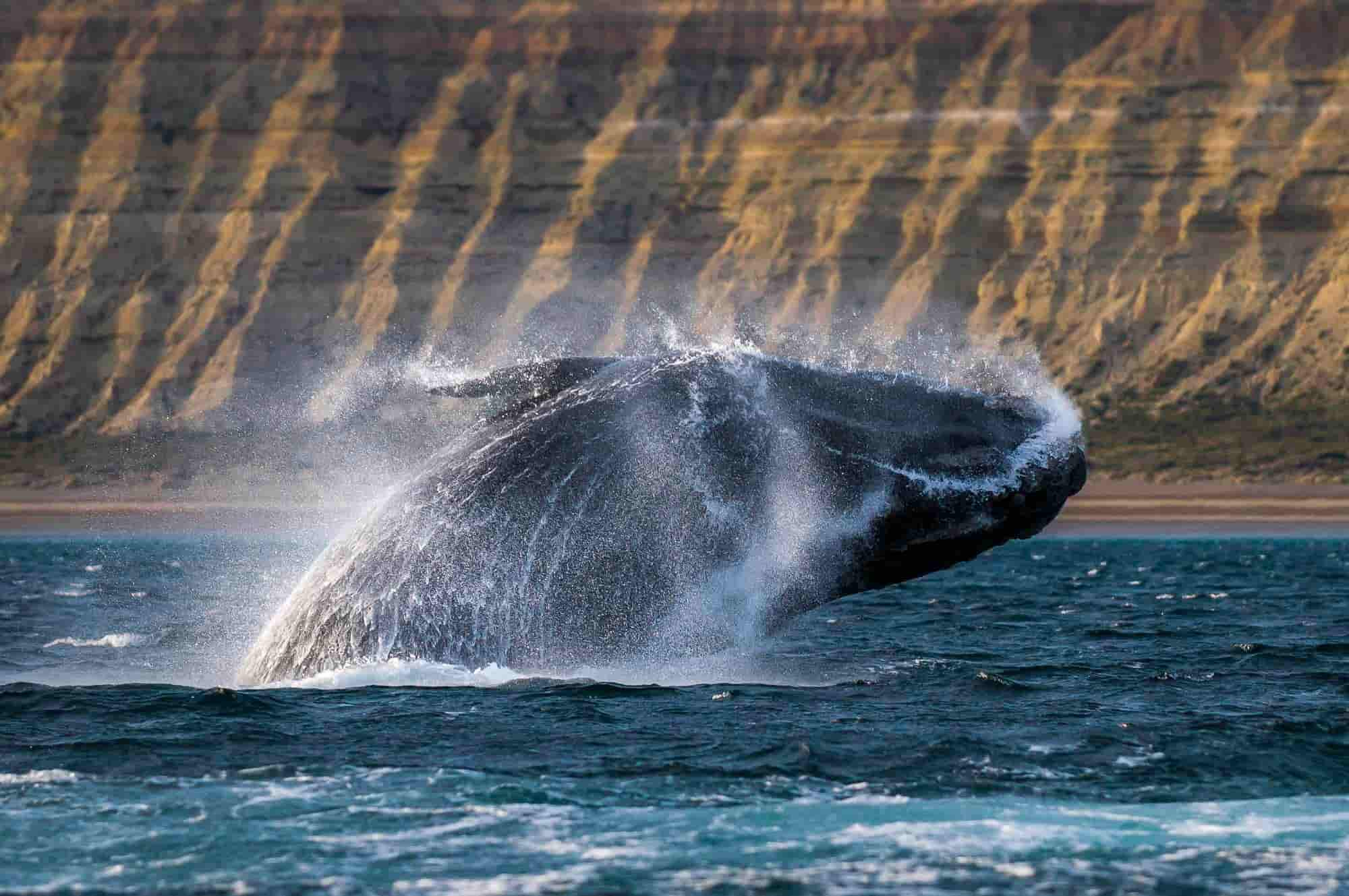 Ballenas y la captura de carbono: un aliado contra el calentamiento global