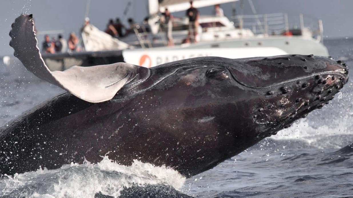 Ballenas interactuando con barco en el océano