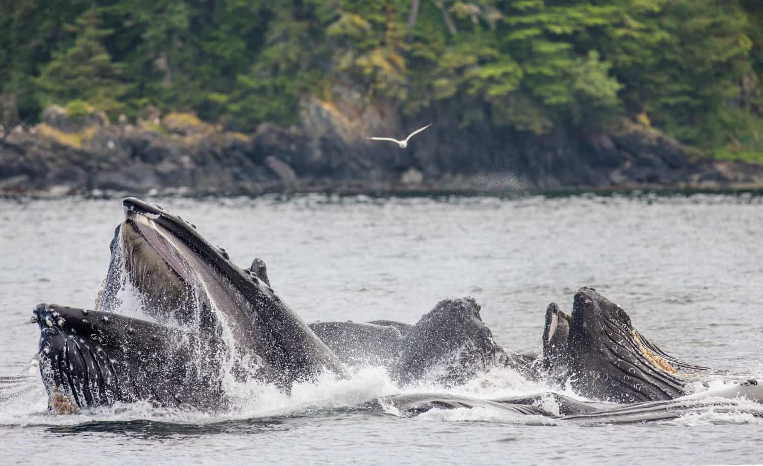 Contaminación acústica en el medio marino afectando a ballenas y cetáceos