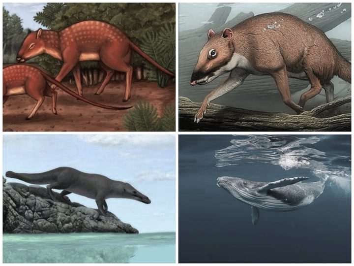 Comparación evolutiva entre ballena moderna y ancestro cuadrúpedo