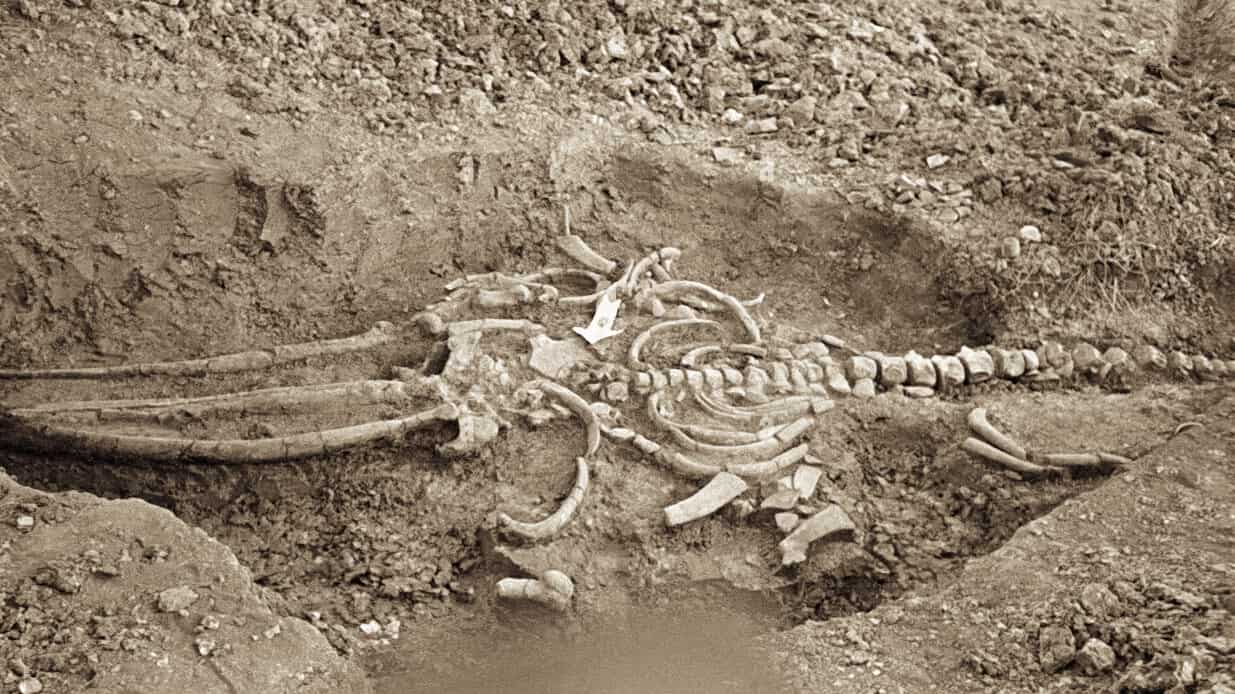 Esqueleto fosilizado de una ballena antigua