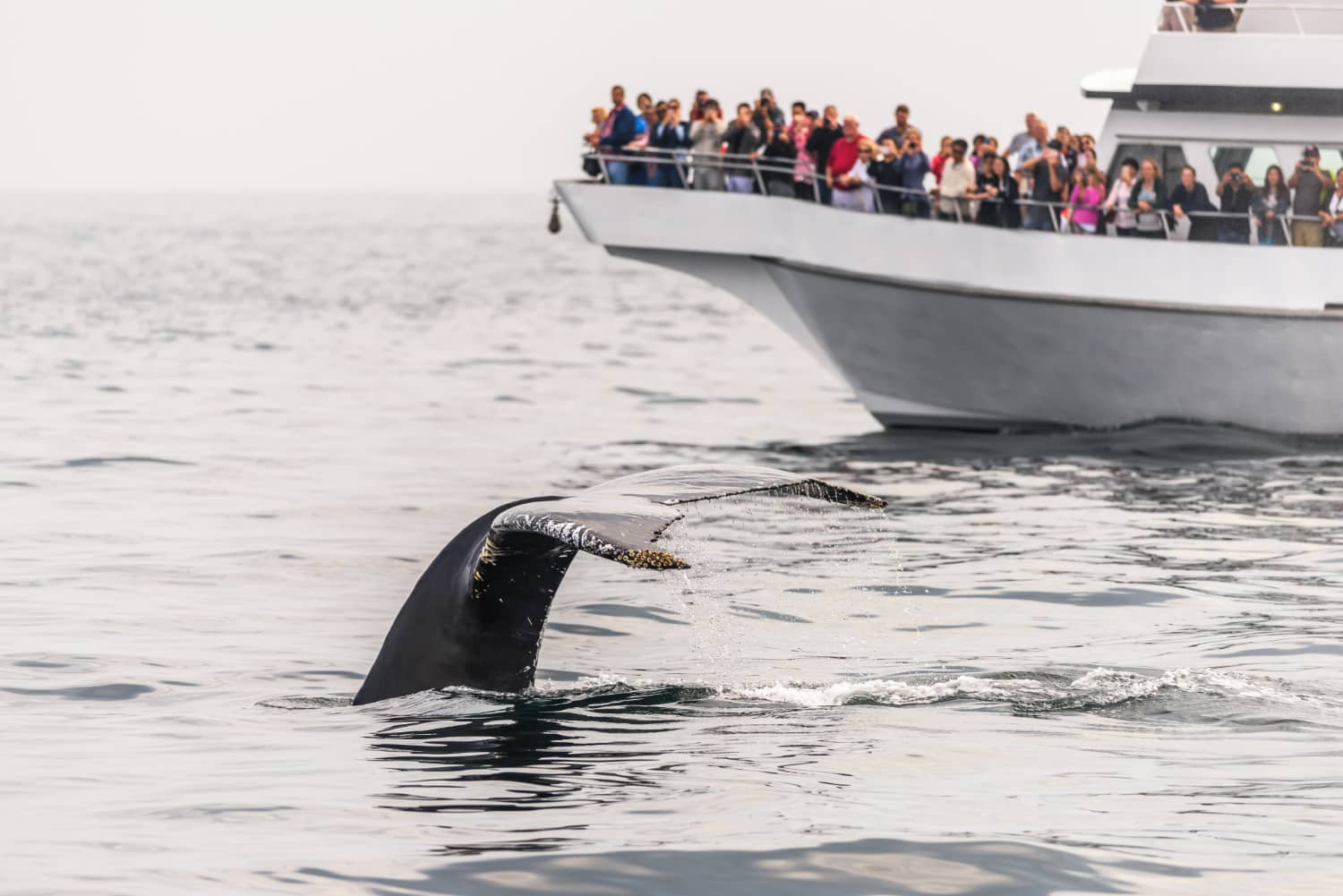 Avistamiento de ballena jorobada en aguas cristalinas