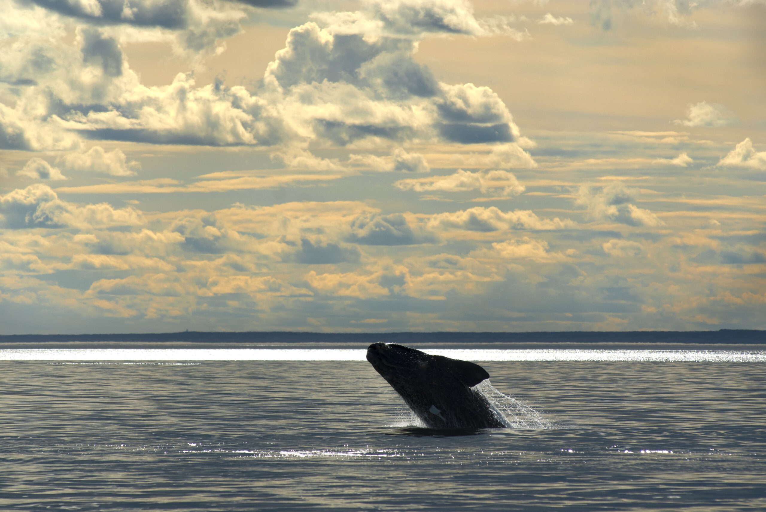 Salvar a las ballenas es cuidar la vida de todos los que habitamos el planeta.